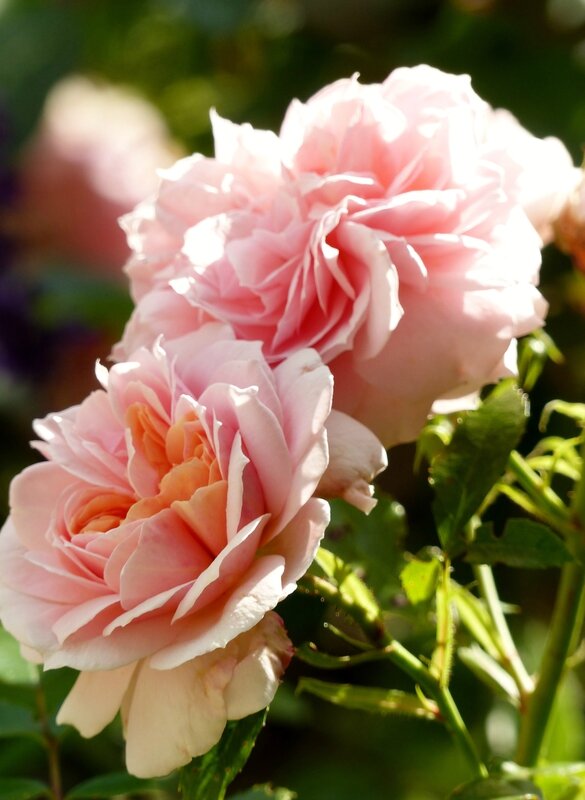 garden of roses (9)