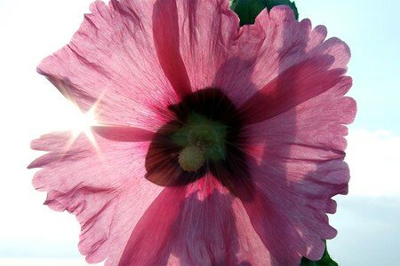 Tremiere_301a