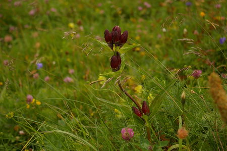 IMGP0885