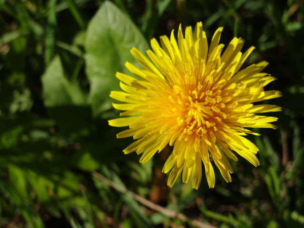 DSC00739