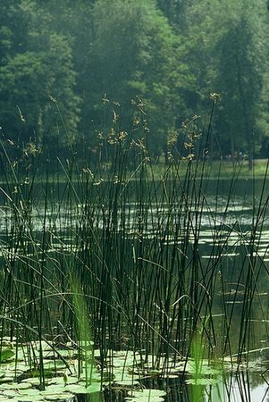 scirpus