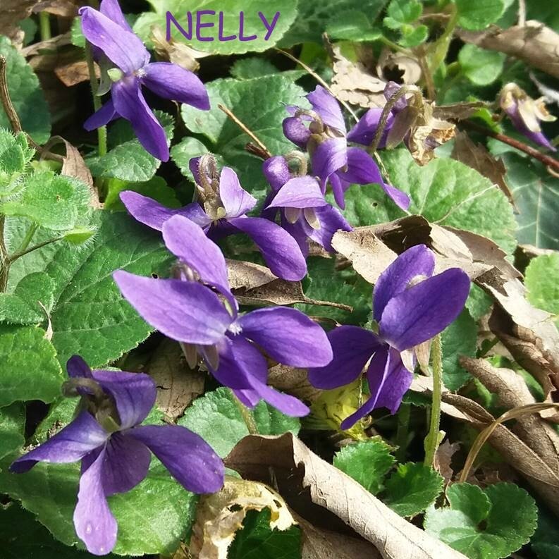 NELLY