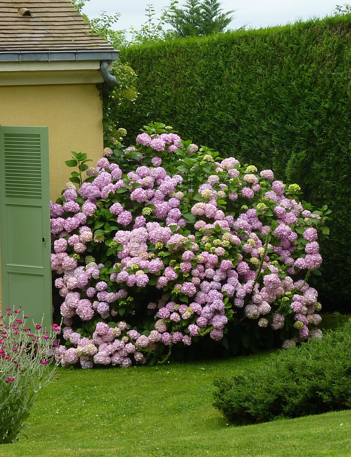 floraison hortensia