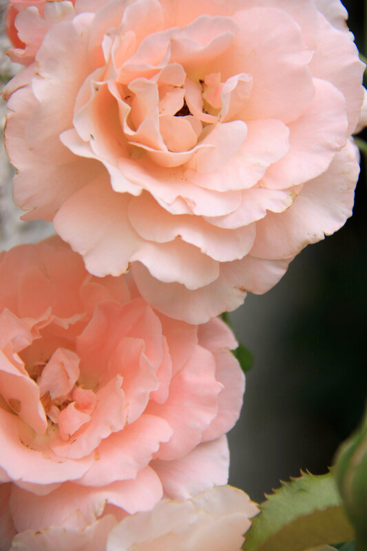 Instants fleuris du jour (33)