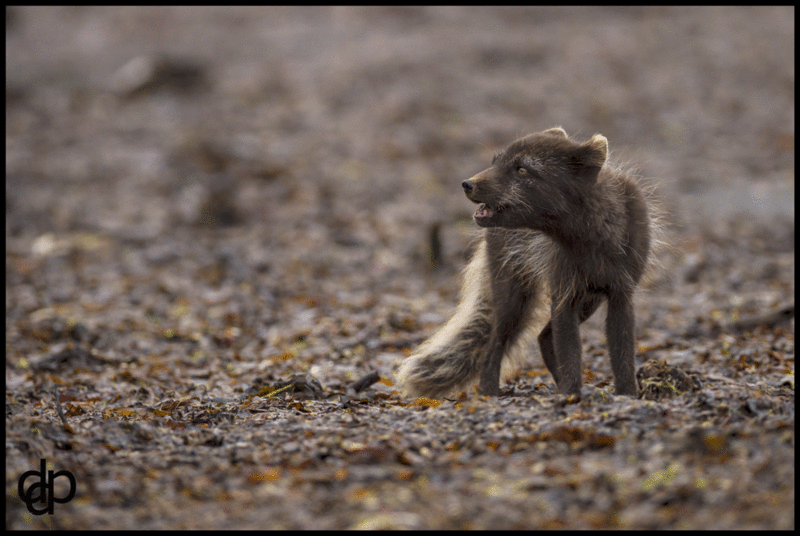 le cri du renard polaire daniel dekens photographies
