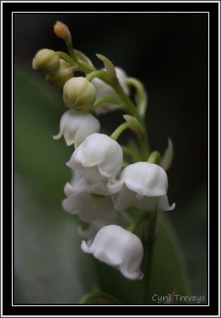 2010_05_23_Muget_en_fleur