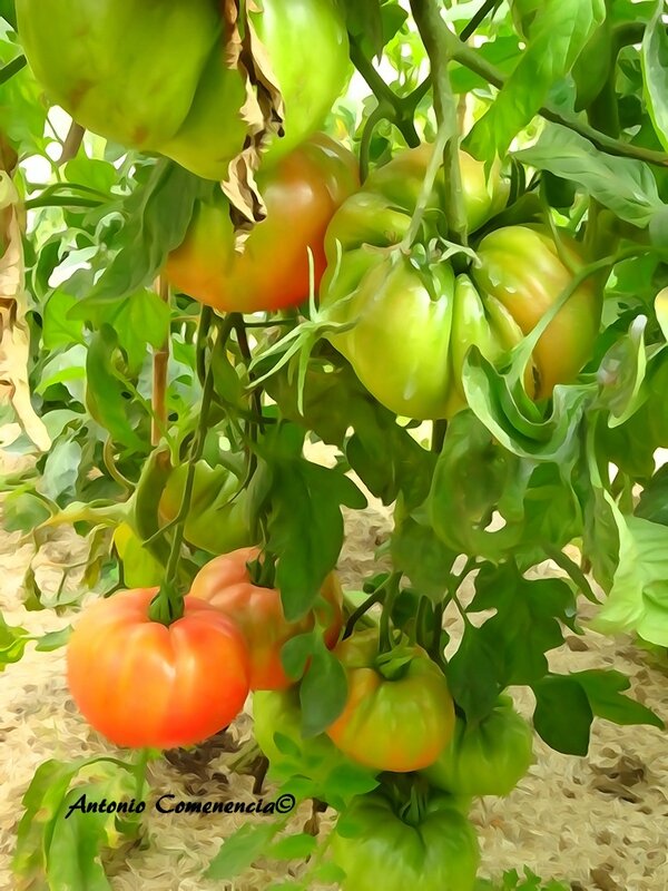 Tomate