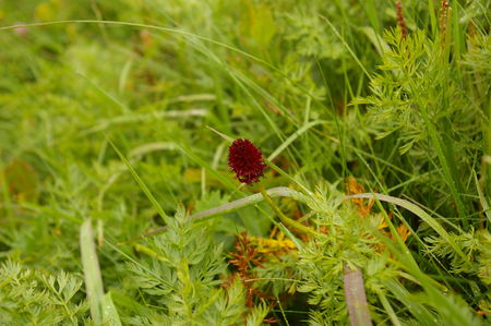 IMGP0883