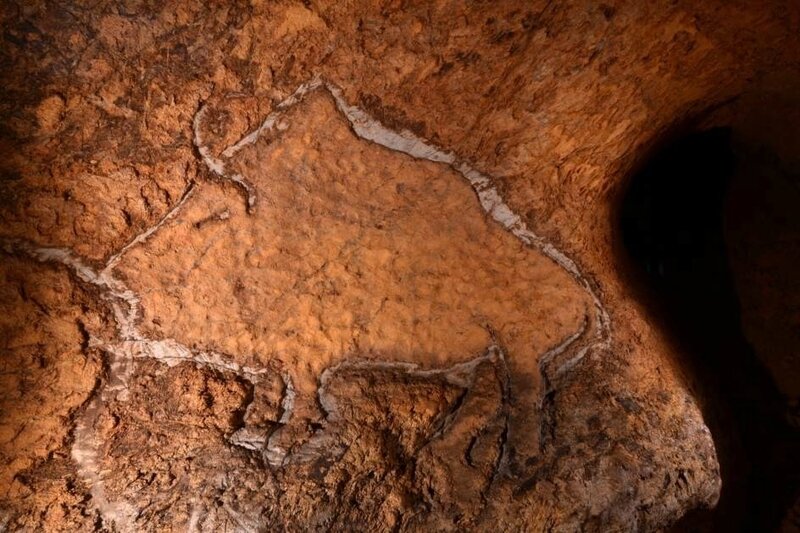 bison