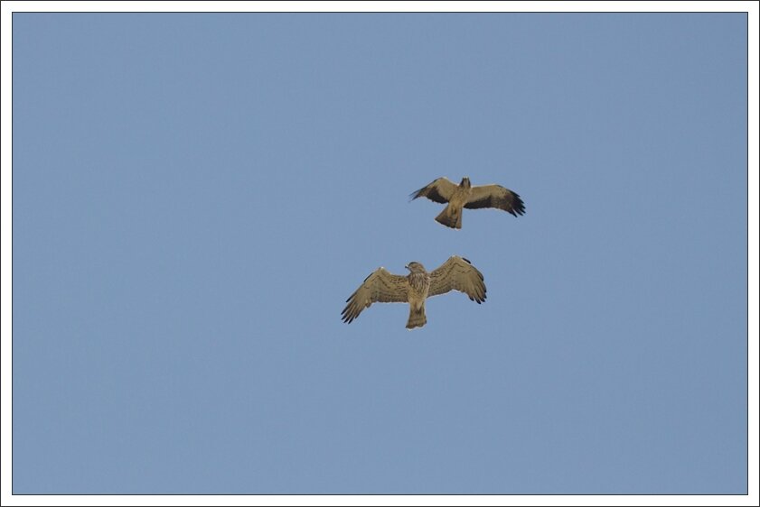 Rencontre l'aigle 61