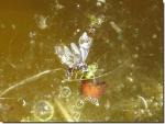 Microcosme
