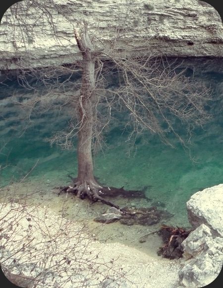 arbre_fontaine_vaucluse