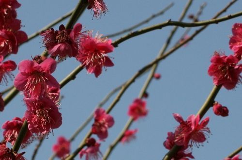 ume3