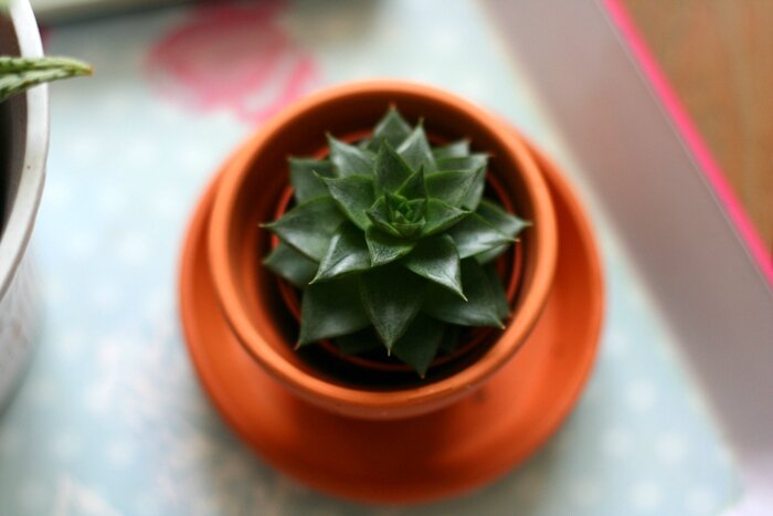 plantes (6)