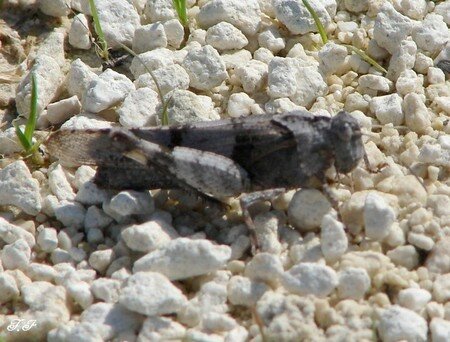 Photo_012