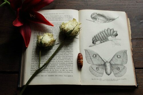 tumblr_o57ybwr7fG1v9m5ieo1_500