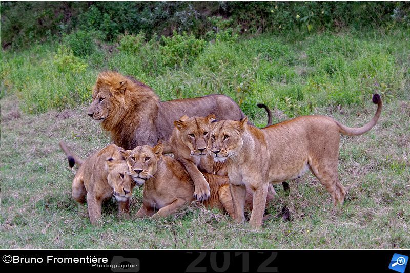 Lion 800d