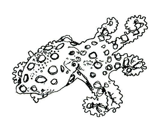 pieuvre
