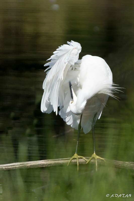 Aigrette garzette-5058
