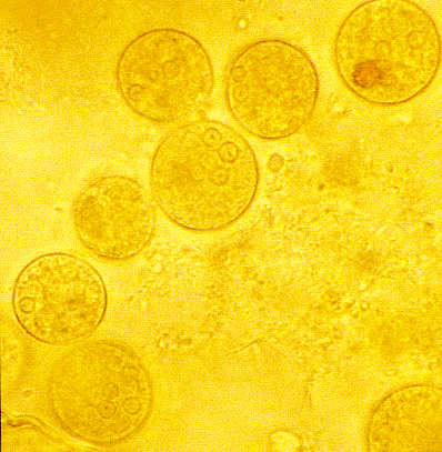 Les parasites dans les yeux chez les chats