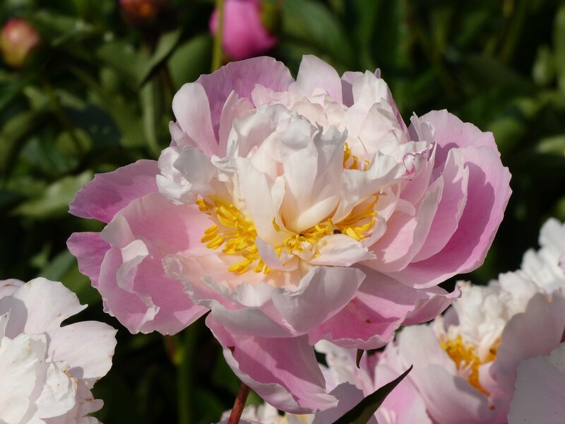 P1050454