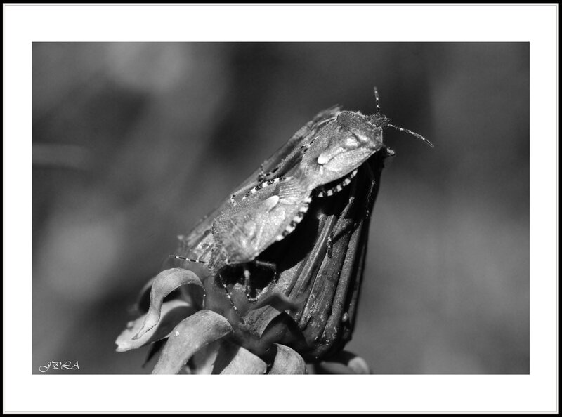 14 04 20 14 04 15 105macro 10007 b