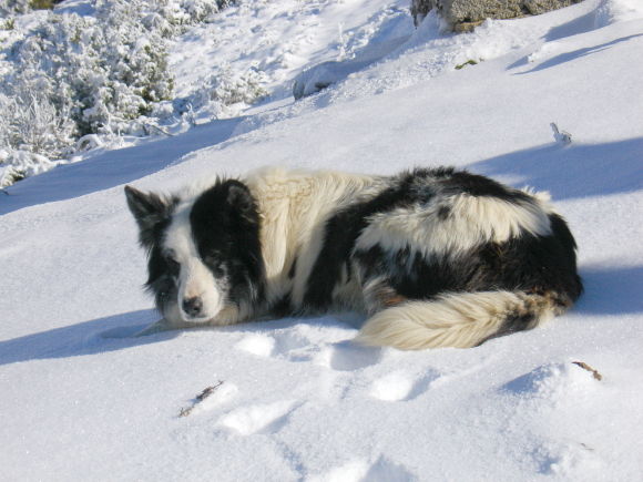 chien de neige