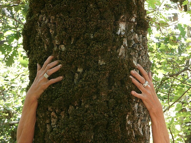 Main autour d'un tronc d'arbre