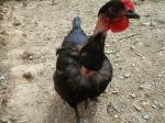 AVRIL-poules (29)