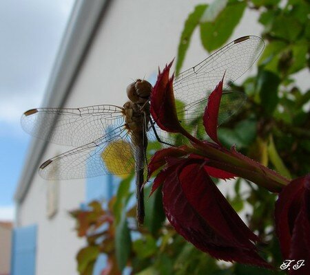 Photo_778