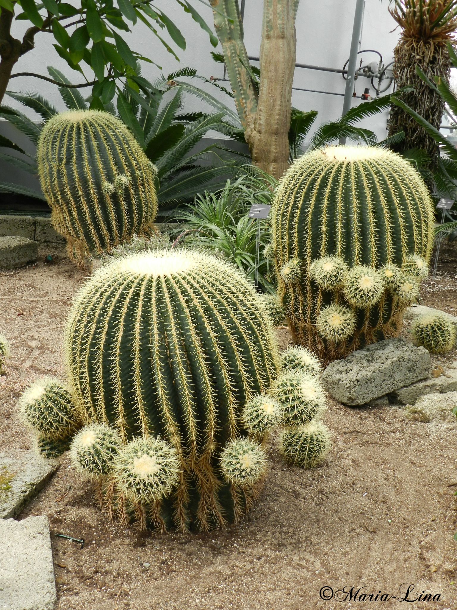 les-cactus