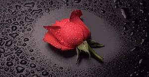 rose1