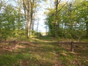 foret amboise (12)