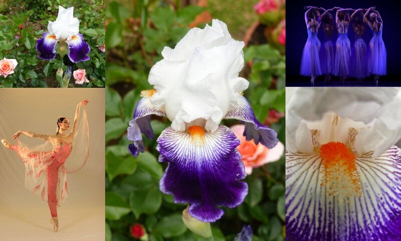 Danse et fleurs (7)