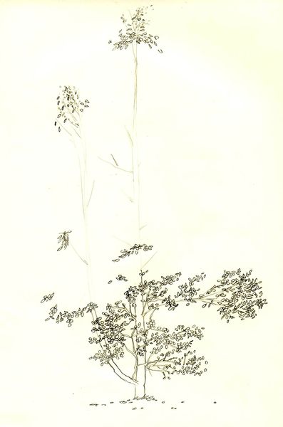 ARBRE