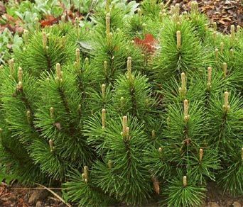 pinus_mugo2