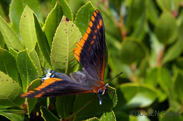 Papillon