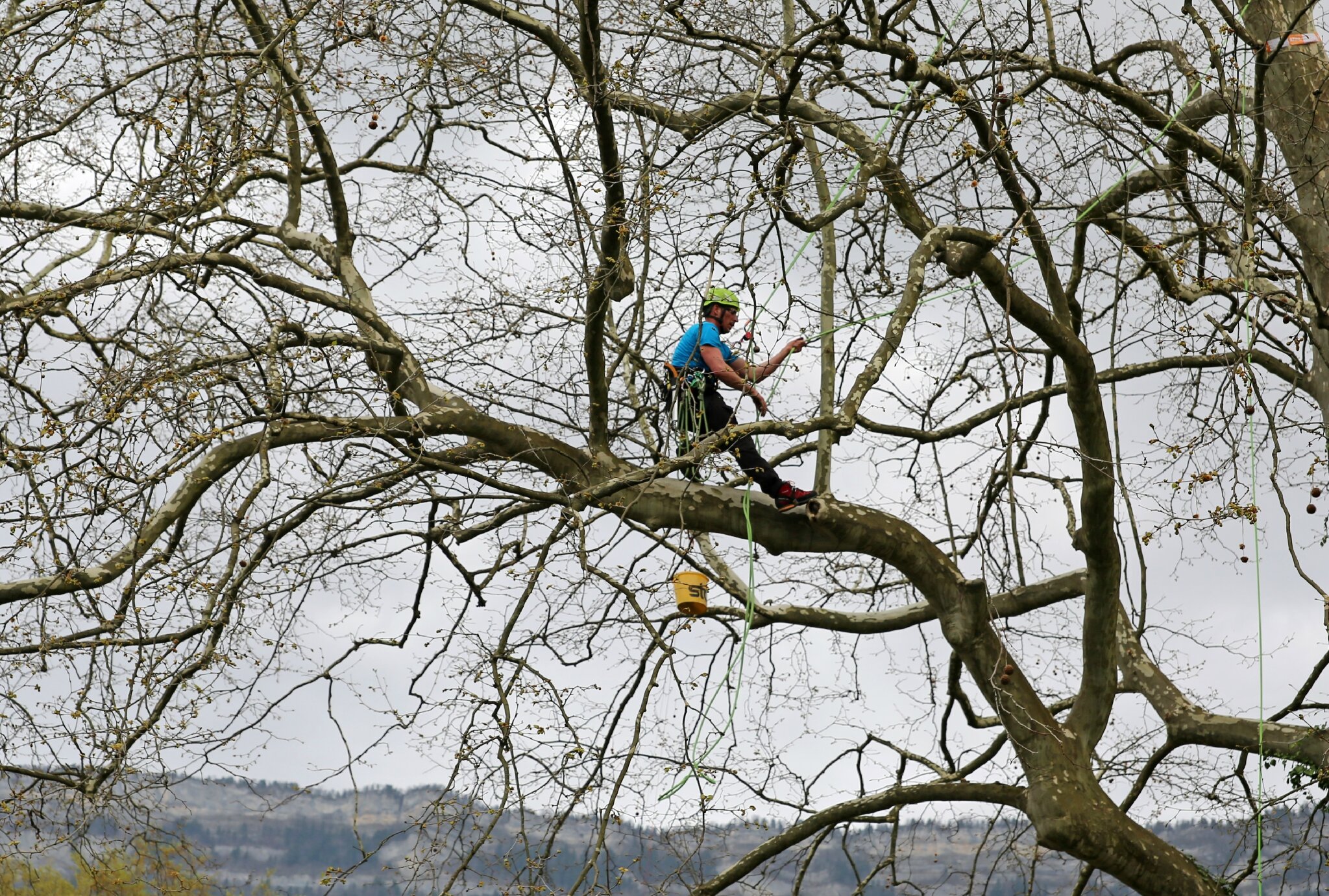 Rencontre regionale d'arboriculture