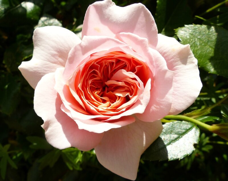garden of roses (10)