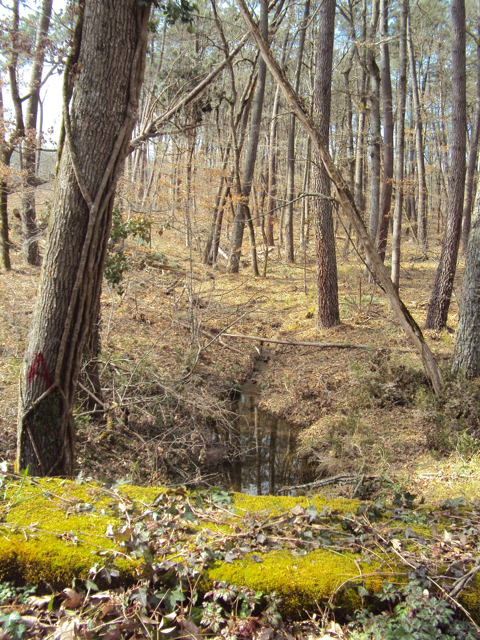 Rencontres foret de bouconne