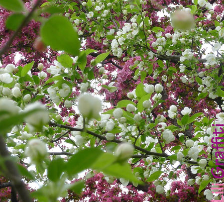 sautoirs_de_printemps7
