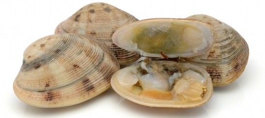 Photos Et Noms Des Fruits De Mer Saurez-vous reconnaître ces fruits de mer ? - La cuisine de Tattoo