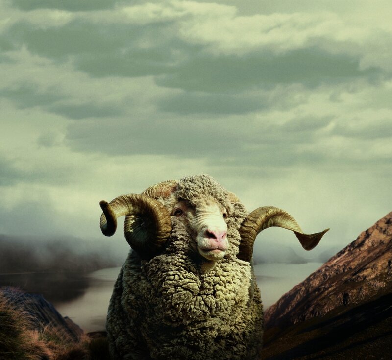 icebreaker_merino_sheep_cmyk