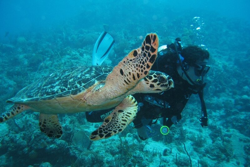 plongee-sous-marine-daily-saint-barth