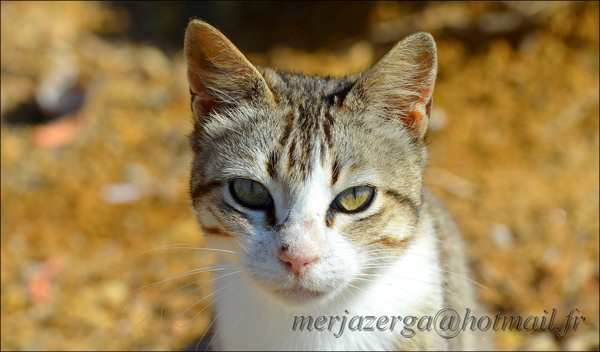 rencontre maroc safi