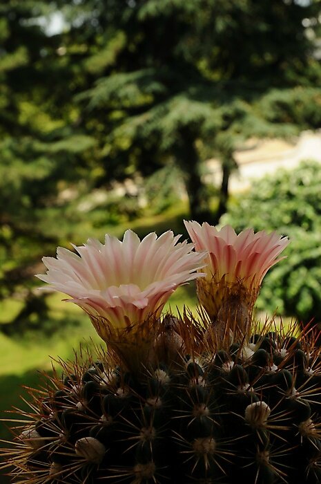 fleurs de cactus 1