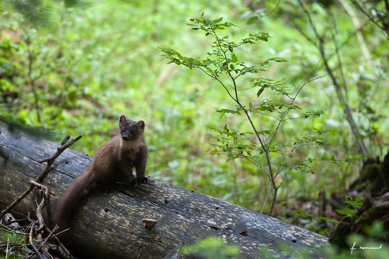 rencontre furtive