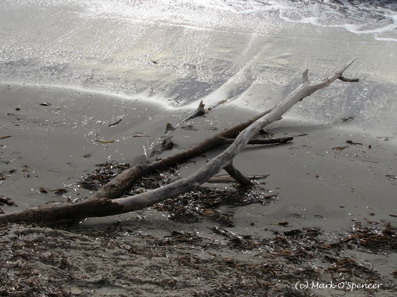 Bois Flott Chants De Mer De Marins Et Autres