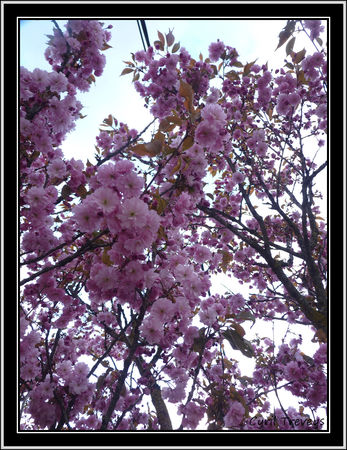 2010_05_23_Le_cerisier_d_ornement__2_