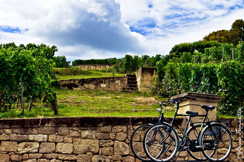 V_lo_saint_emilion